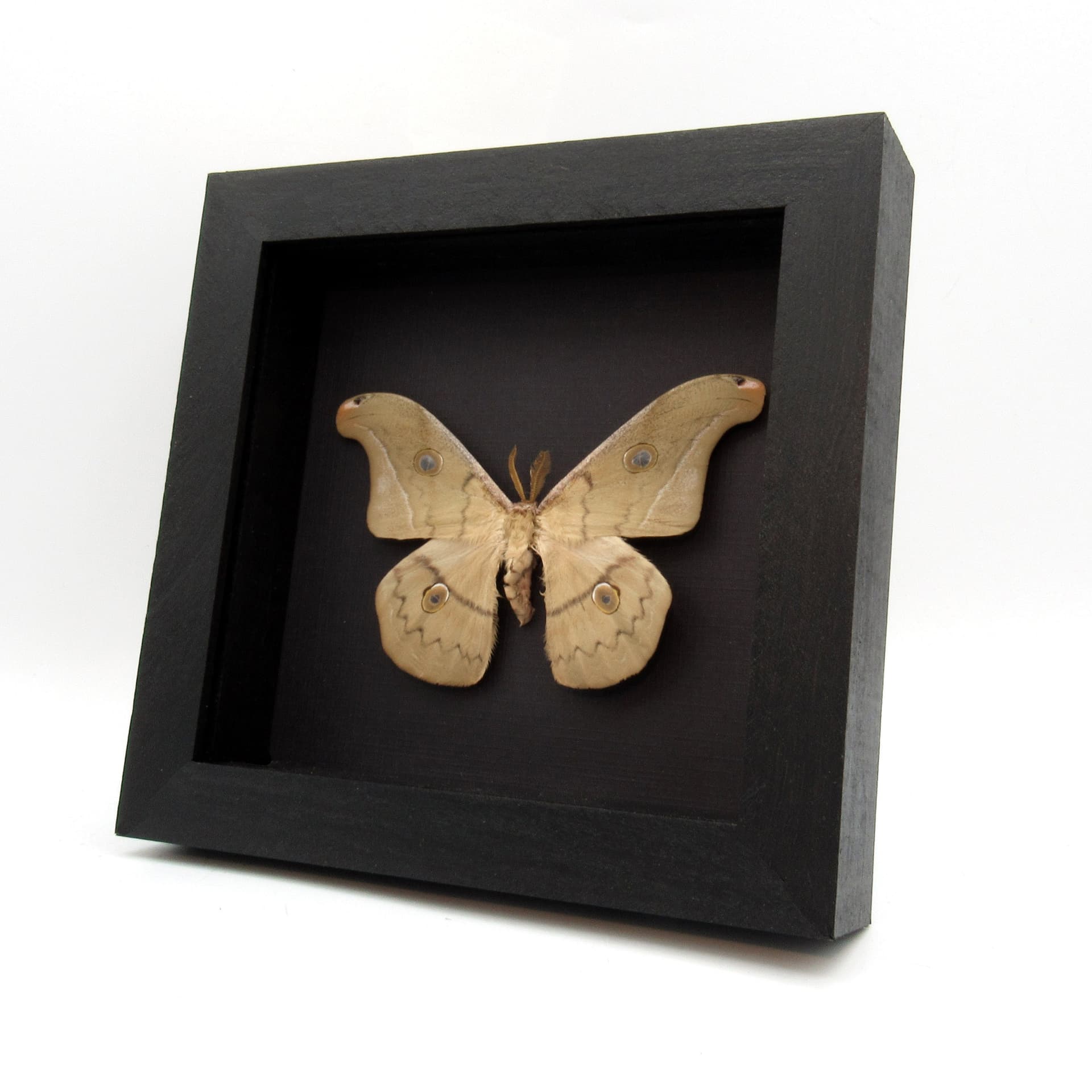 Rare Mexican Silk moth framed taxidermy - Copaxa lavendera