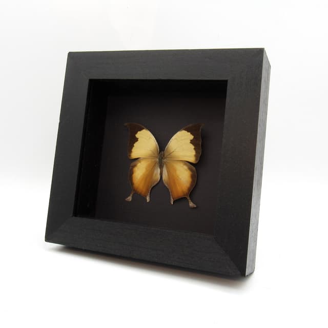 Rare butterfly framed taxidermy - Consul electra