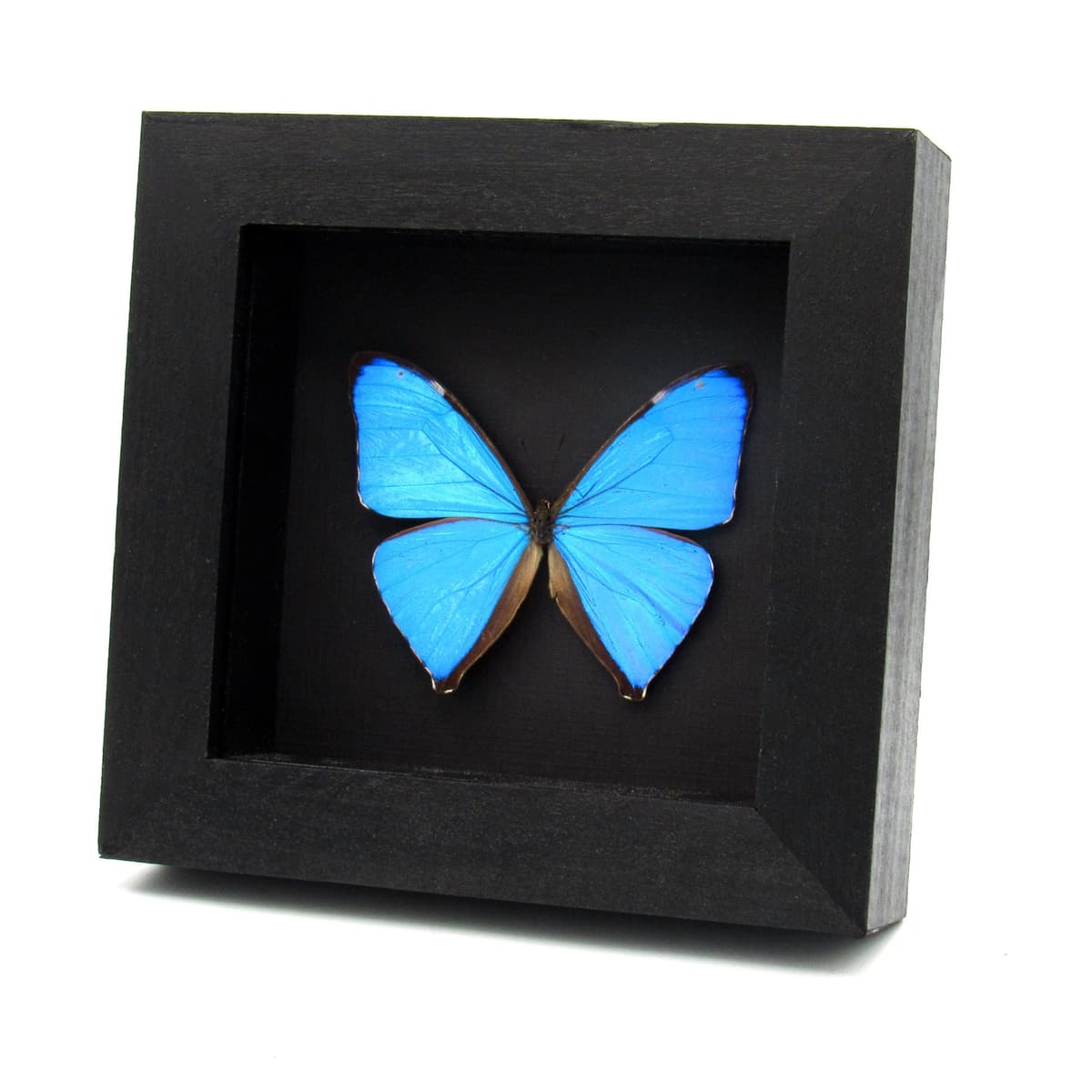 Real iridescent blue Morpho butterfly framed taxidermy - Morpho aega