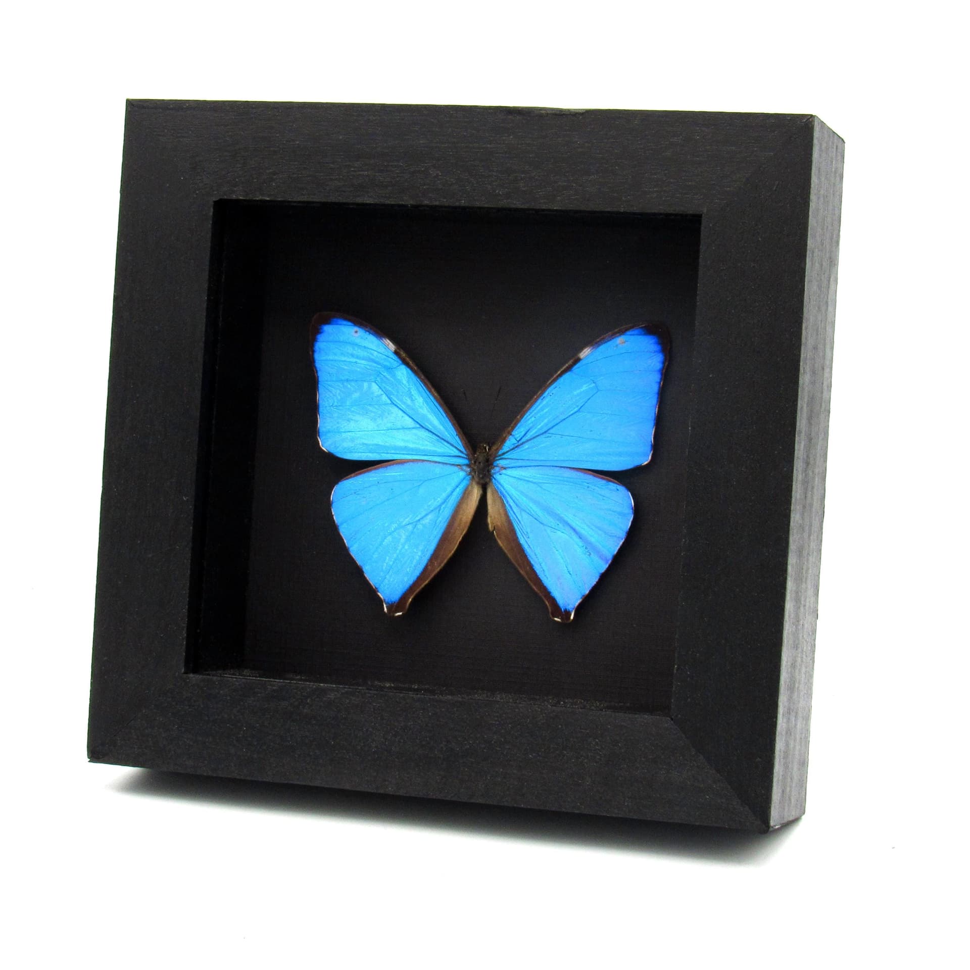 Real iridescent blue Morpho butterfly framed taxidermy - Morpho aega