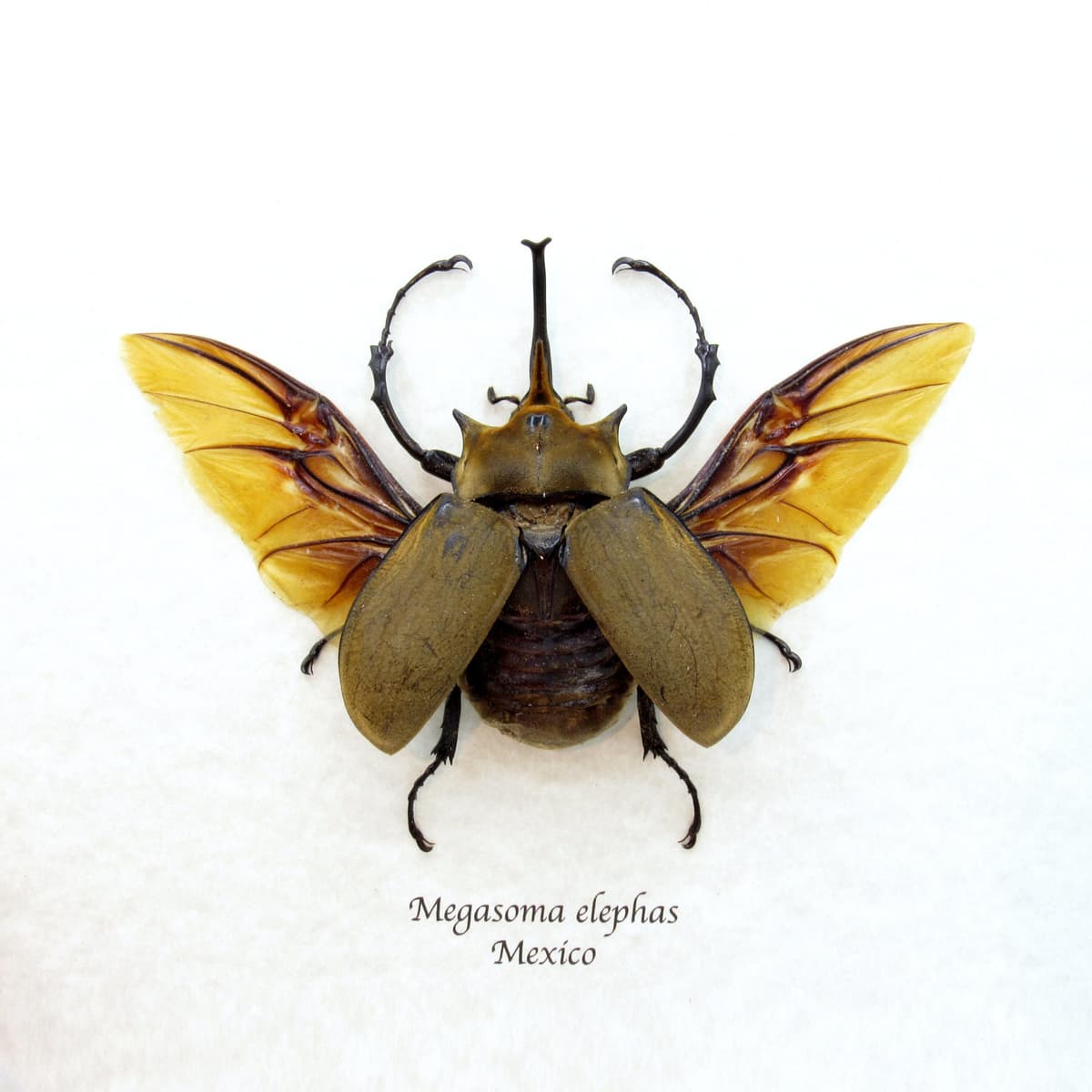 Real XL Elephant Rhinoceros beetle framed taxidermy - Megasoma elephas