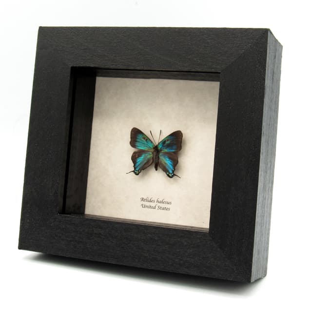 Real Great Purple Hairstreak butterfly framed taxidermy - Atlides halesus