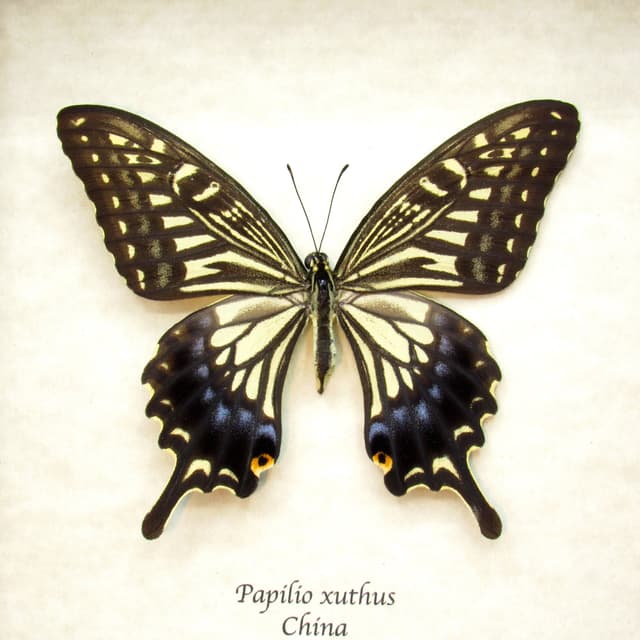 Real Swallowtail butterfly framed taxidermy - Papilio xuthus - large female