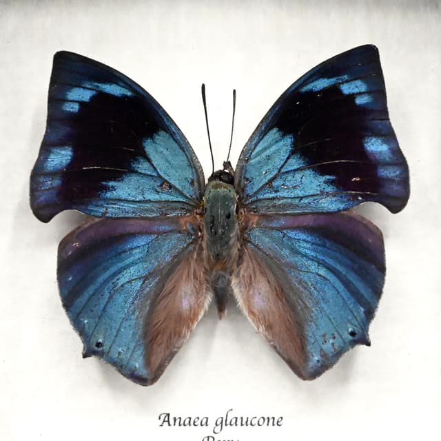 Real blue butterfly framed taxidermy - Anaea glaucone
