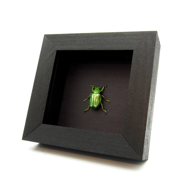 Real metallic Jewel beetle framed taxidermy - Plusiotis (Chrysina) gloriosa
