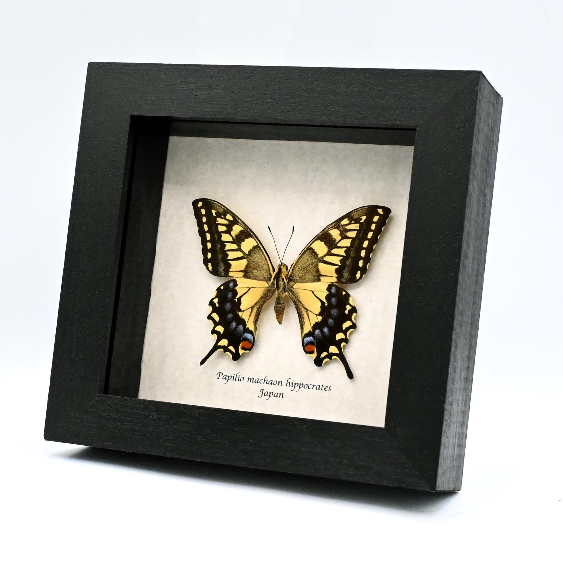 Real yellow Old World Swallowtail butterfly framed taxidermy - Papilio machaon hippocrates - female