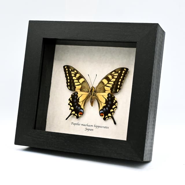 Real yellow Old World Swallowtail butterfly framed taxidermy - Papilio machaon hippocrates - female