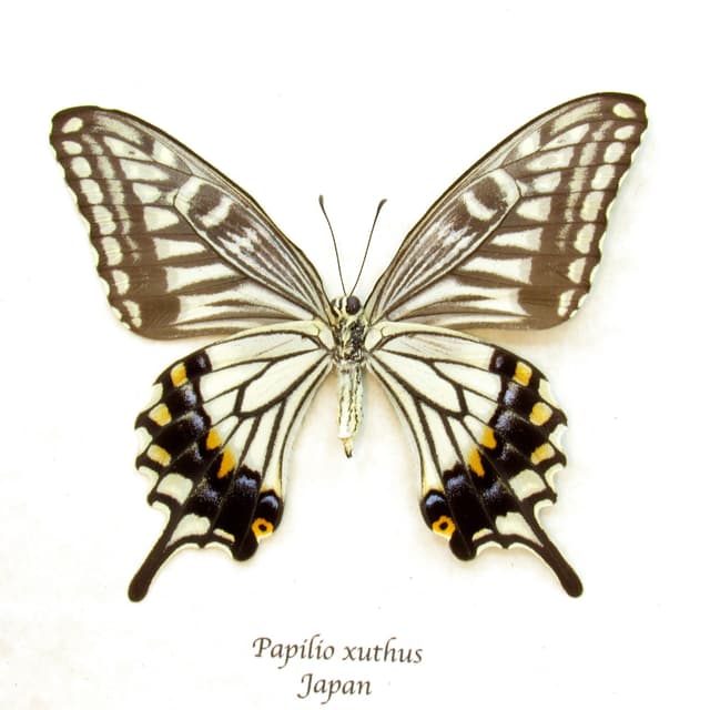 Real Swallowtail butterfly framed taxidermy - Papilio xuthus - female