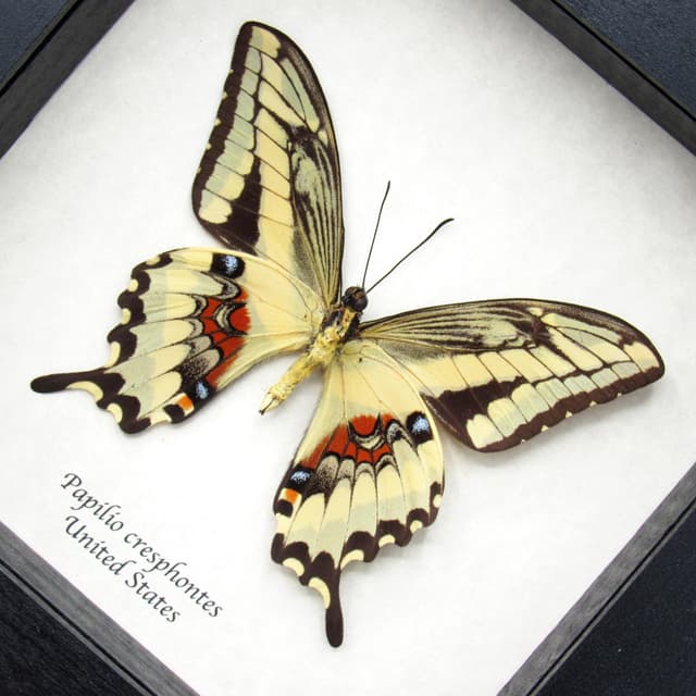Real Giant Swallowtail butterfly framed taxidermy - Papilio cresphontes - female