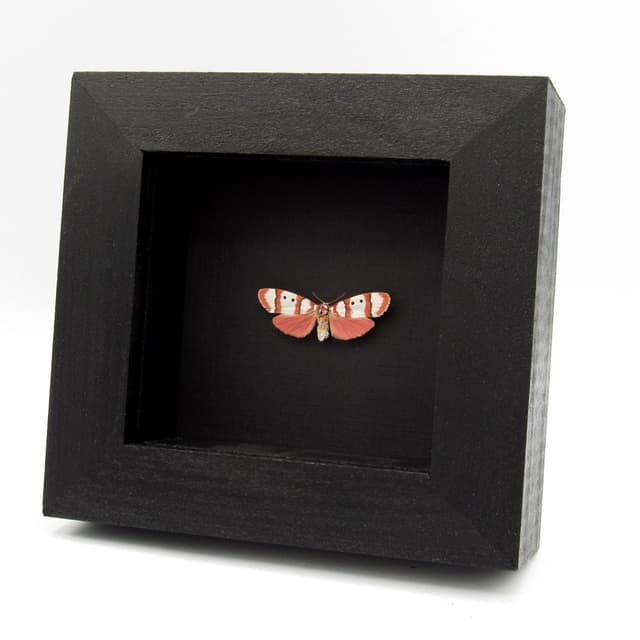 Real tiny pink Arctiid moth framed taxidermy - Cyana bianca
