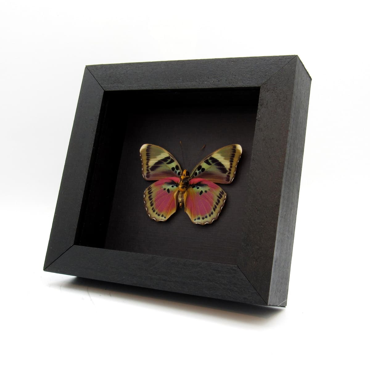 Real fuchsia Forester butterfly framed taxidermy - Euphaedra hewitsoni