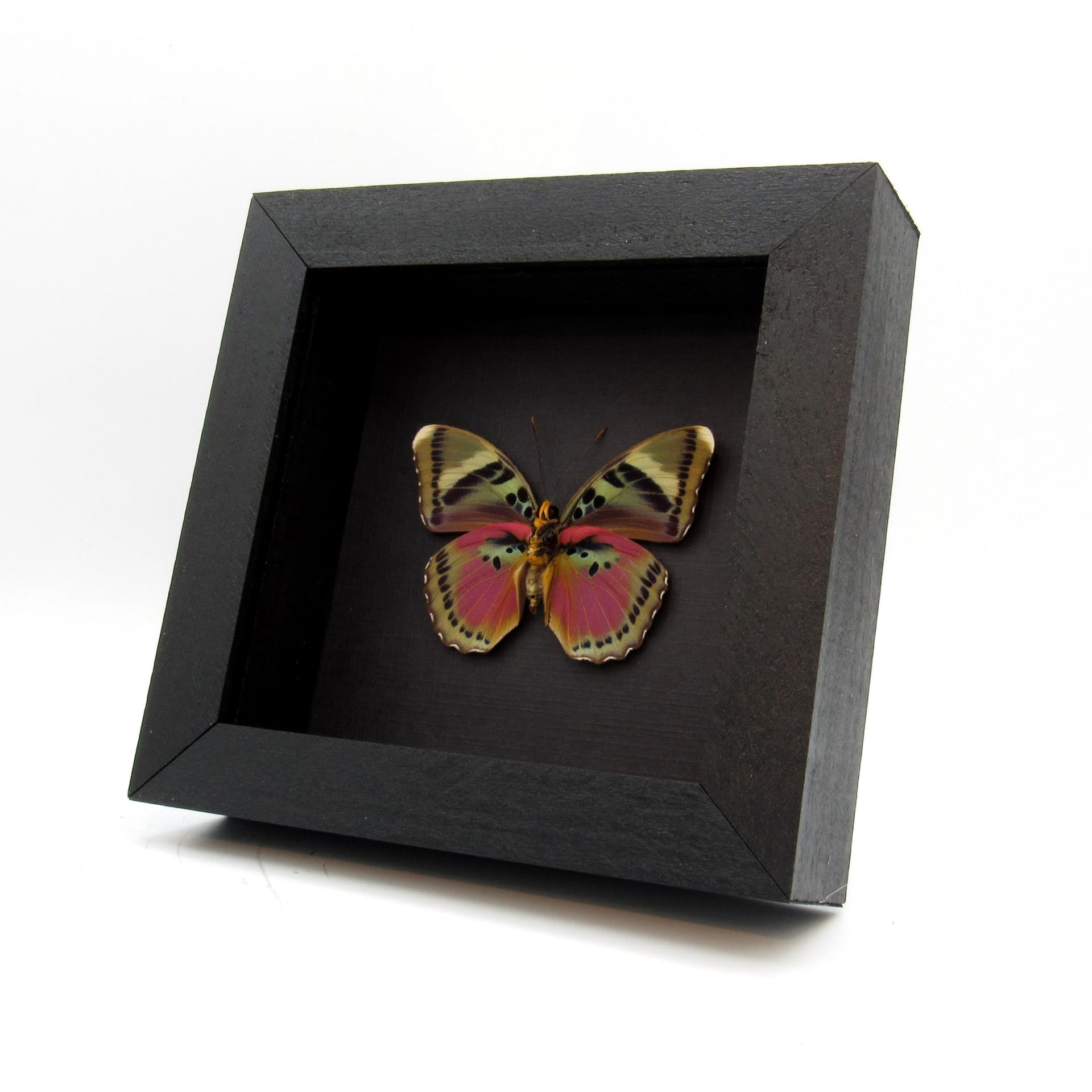 Real fuchsia Forester butterfly framed taxidermy - Euphaedra hewitsoni