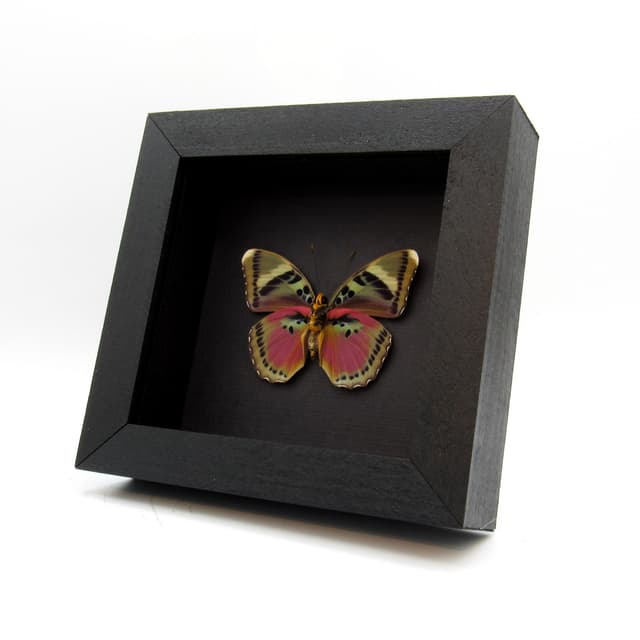 Real fuchsia Forester butterfly framed taxidermy - Euphaedra hewitsoni