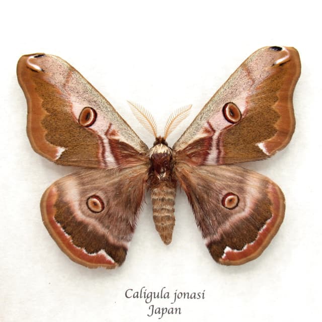 Real Saturn moth framed taxidermy - Caligula jonasi