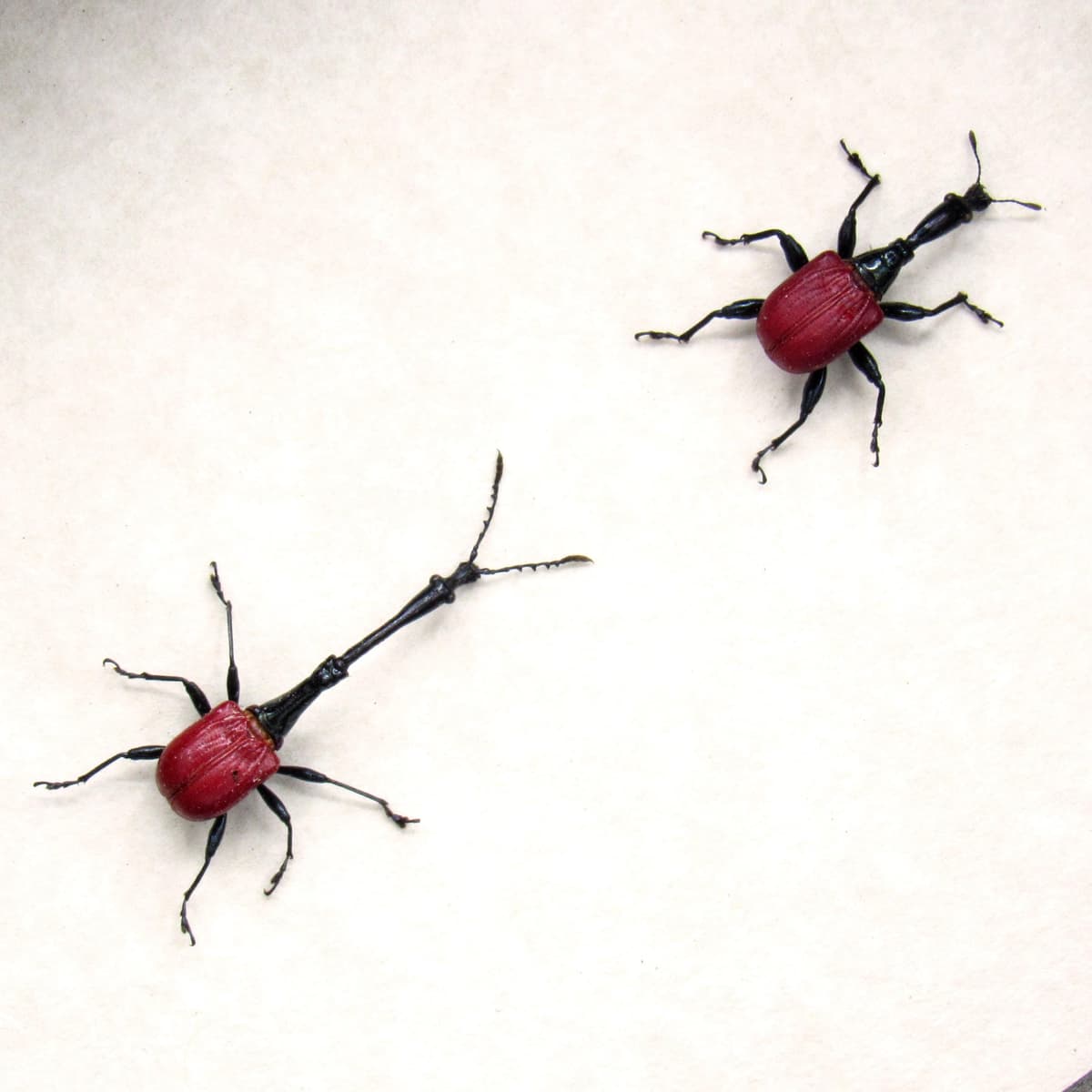 Real tiny Giraffe Weevils framed - Trachelophorus giraffa - male and female pair