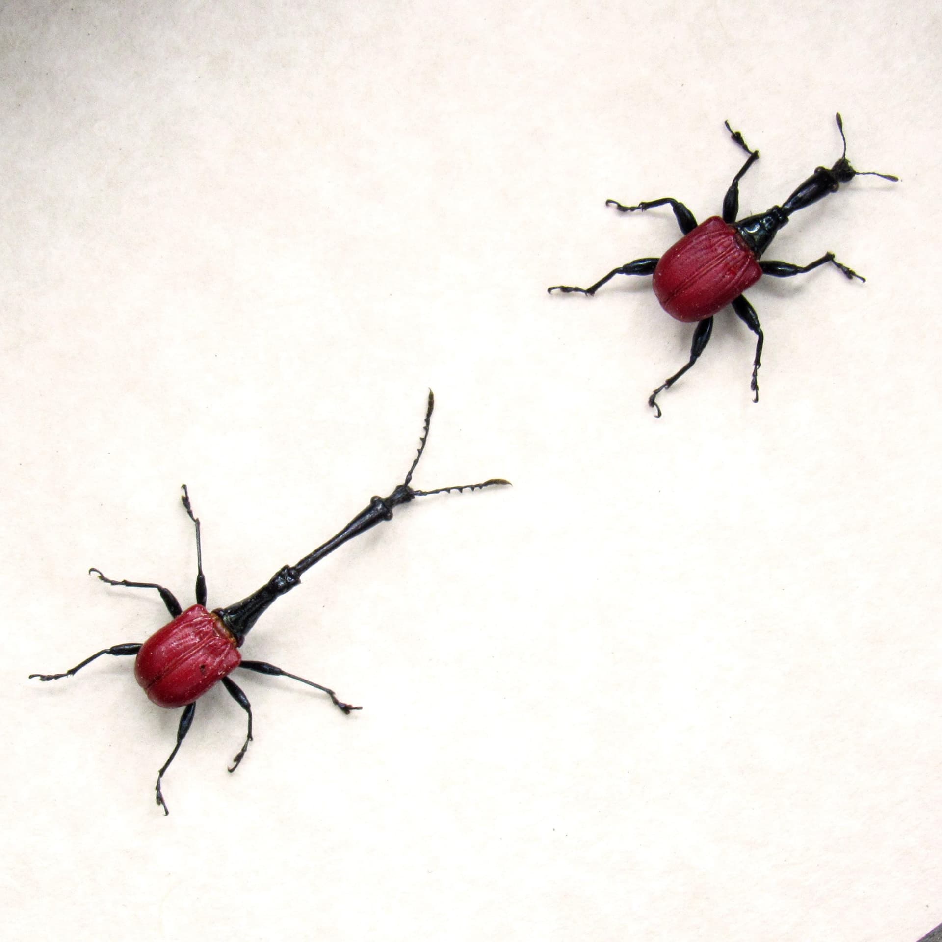 Real tiny Giraffe Weevils framed - Trachelophorus giraffa - male and female pair