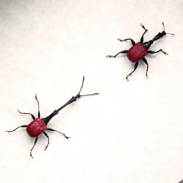 Real tiny Giraffe Weevils framed - Trachelophorus giraffa - male and female pair