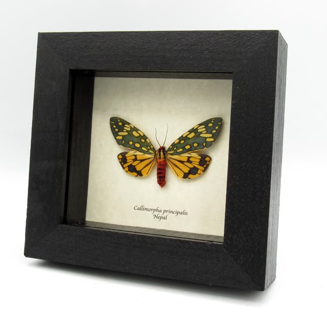 Stunning real metallic moth framed taxidermy - Callimorpha principalis