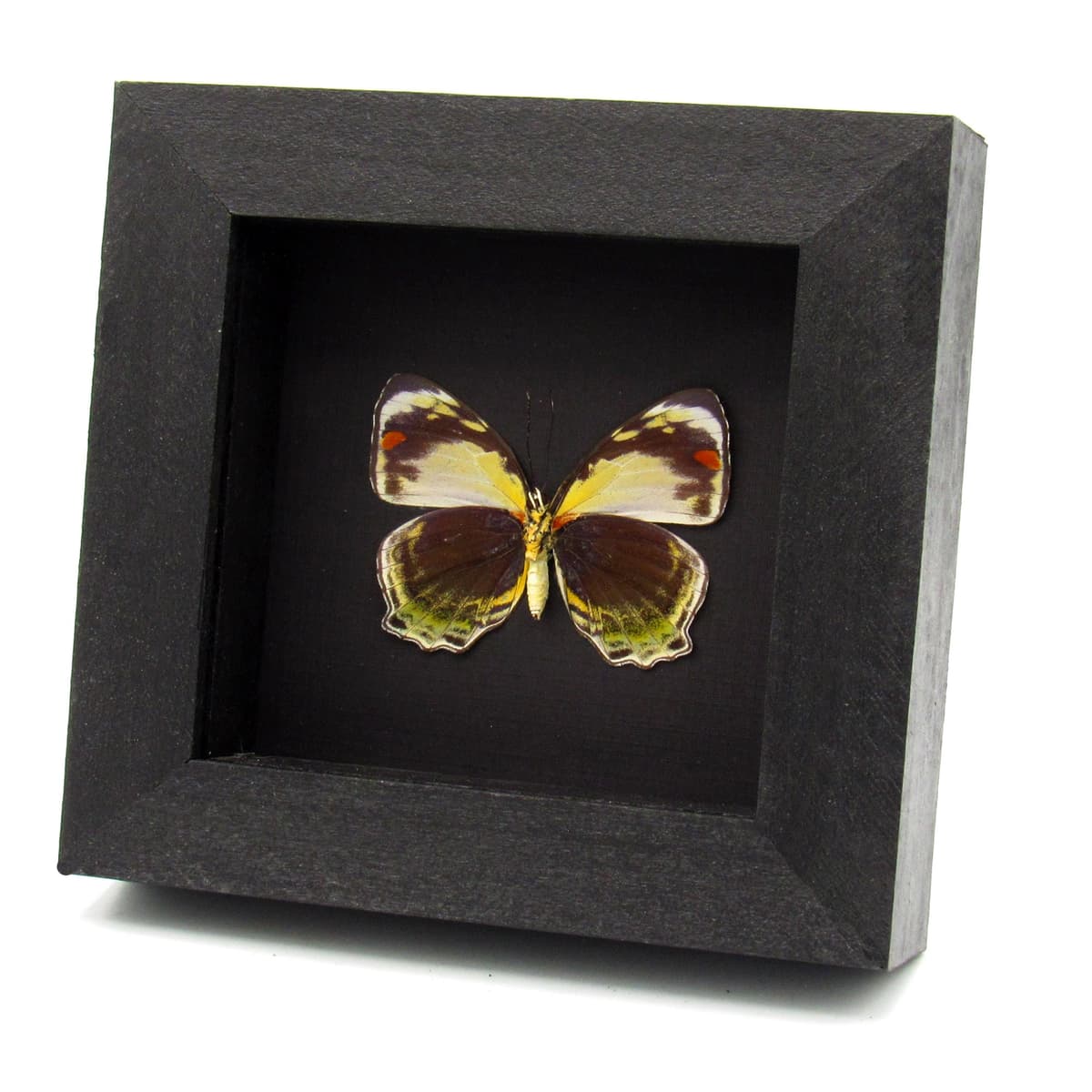 Rare butterfly framed taxidermy - Mynes geoffroyi - female