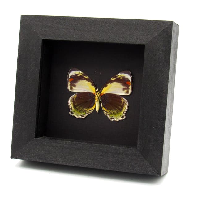 Rare butterfly framed taxidermy - Mynes geoffroyi - female
