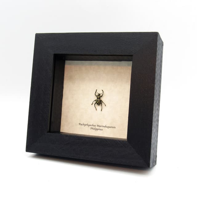 WEEVIL MANIA!  Real framed taxidermy beetle - Pachyrhynchus marinduquensis