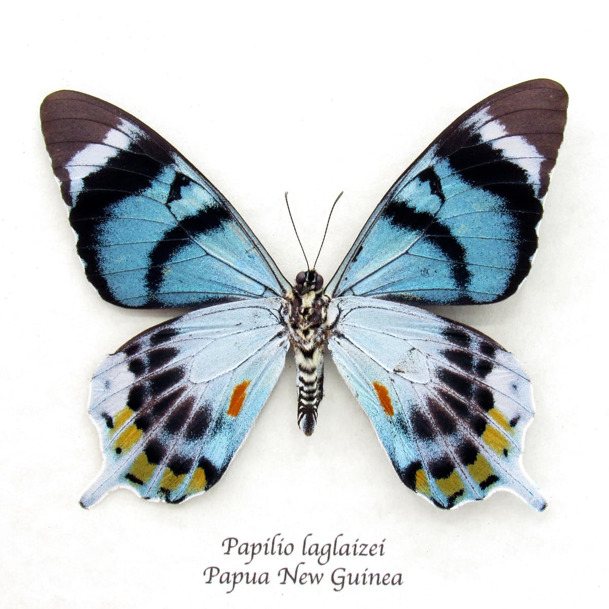 Very rare moth mimic Swallowtail butterfly framed taxidermy - Papilio laglaizei