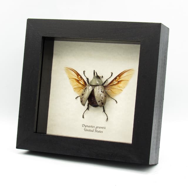 Real Western Hercules beetle framed taxidermy - Dynastes grantii