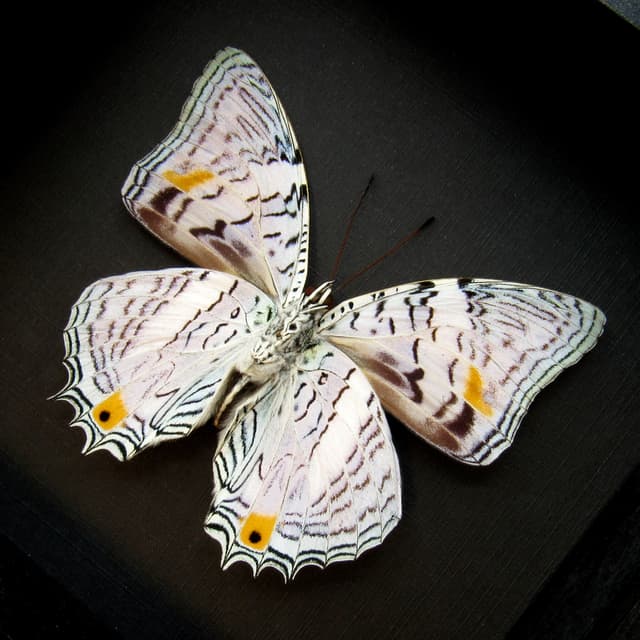 Real pale lavender butterfly framed taxidermy - Baeotus amazonicus