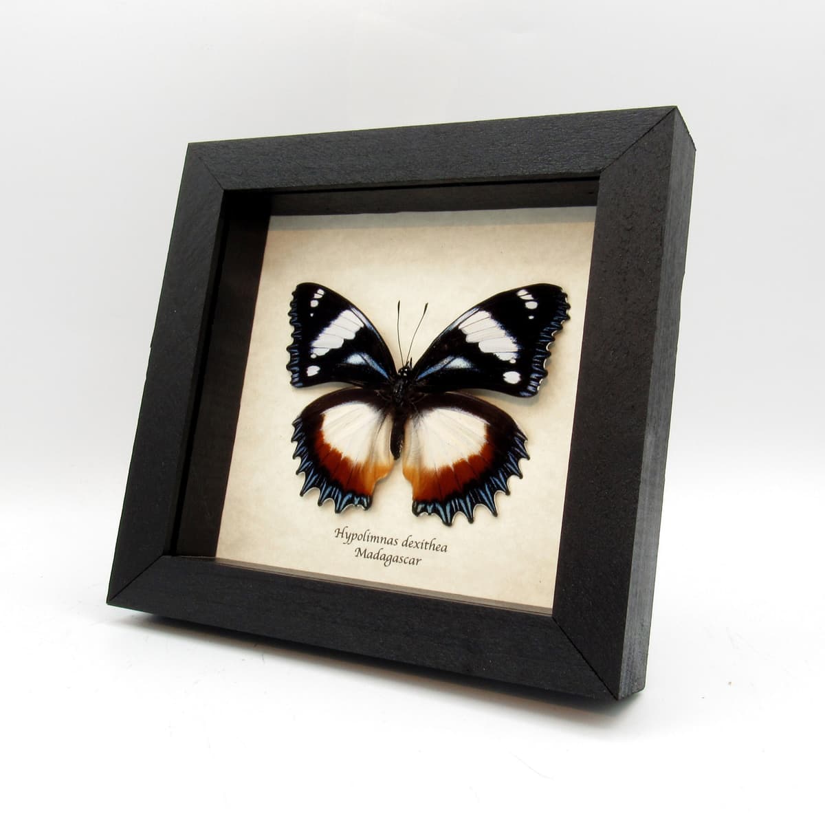 Real framed butterfly taxidermy - Hypolimnas dexithea - large female