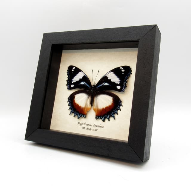 Real framed butterfly taxidermy - Hypolimnas dexithea - large female