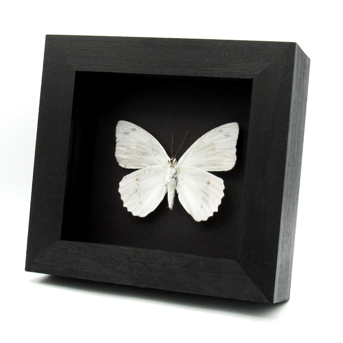 Rare white butterfly framed taxidermy - Helcyra superba
