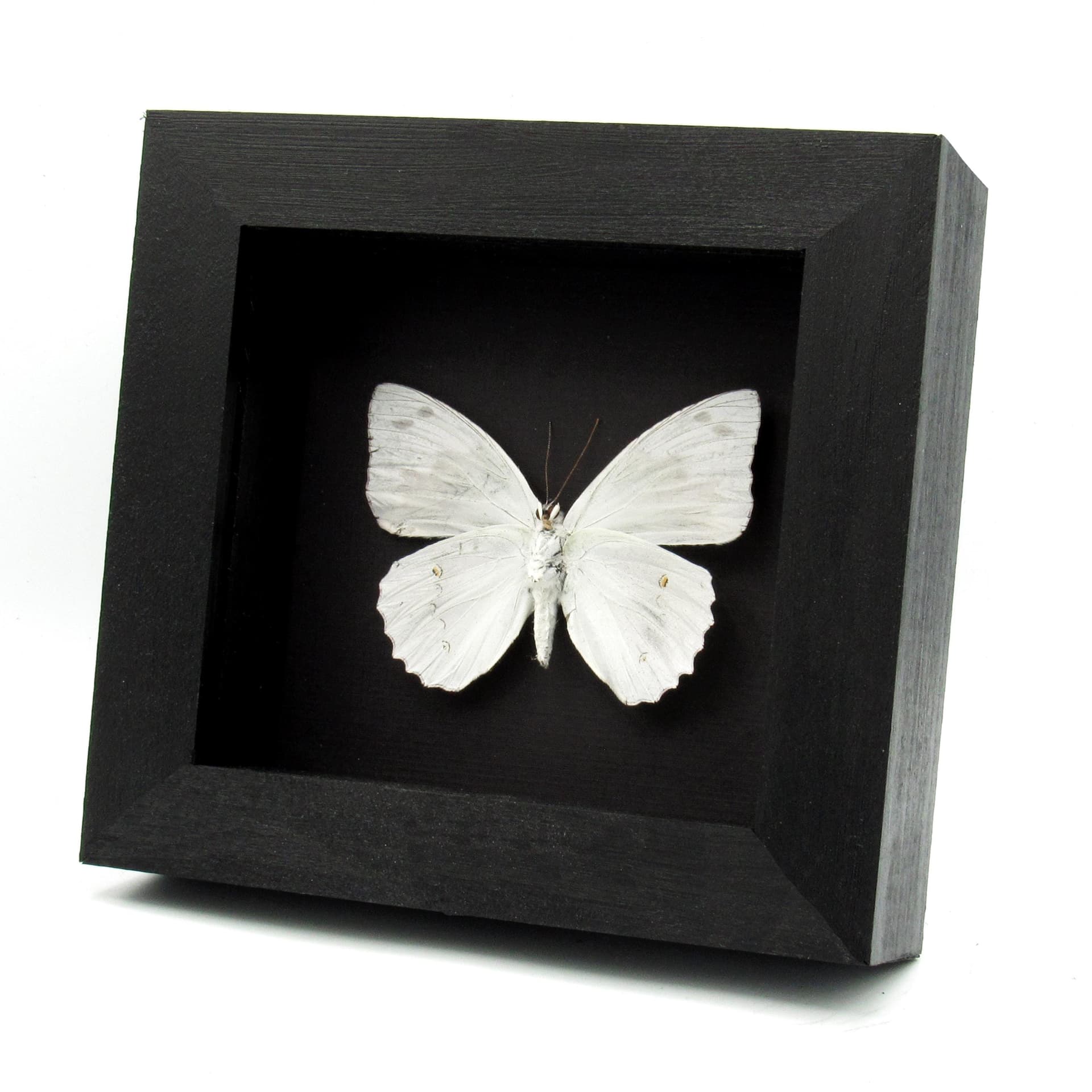 Rare white butterfly framed taxidermy - Helcyra superba
