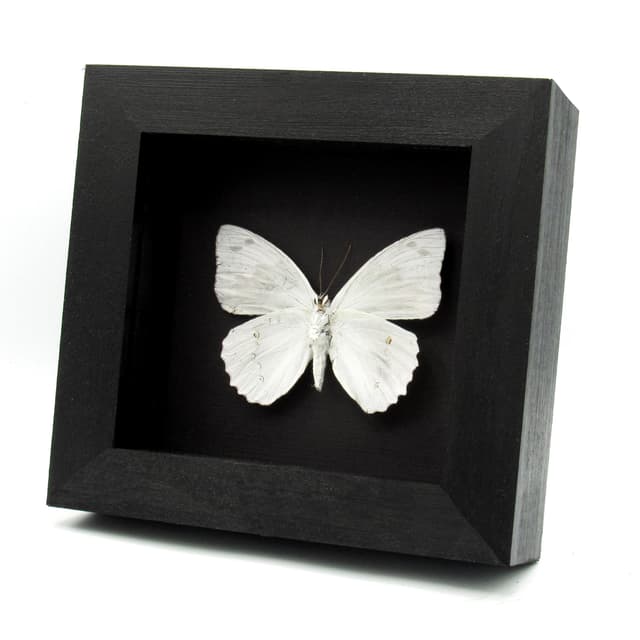 Rare white butterfly framed taxidermy - Helcyra superba