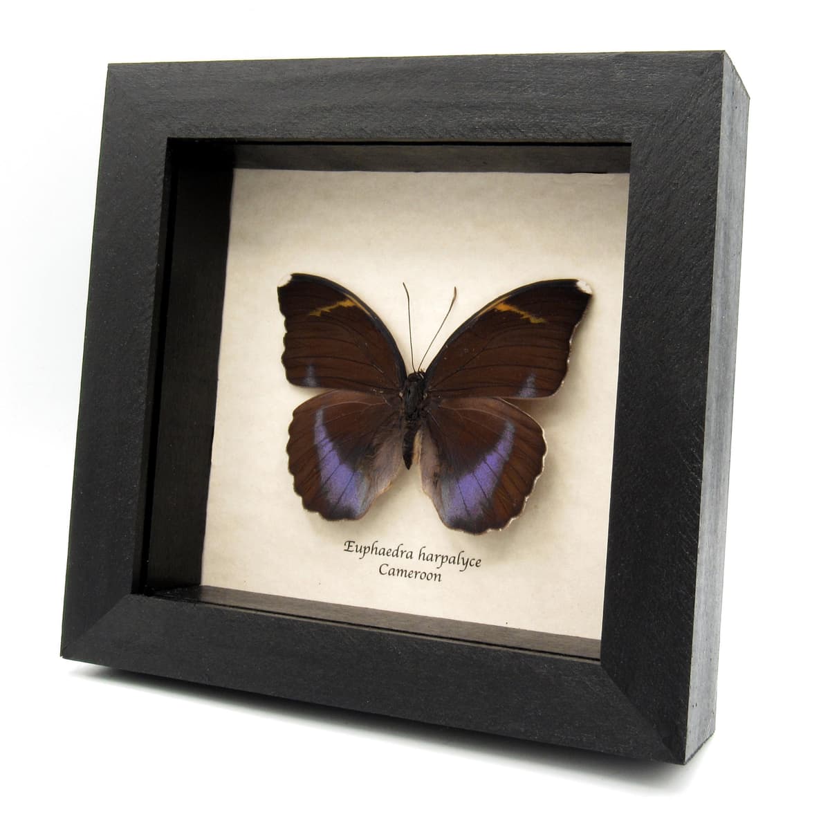 Real iridescent purple Forester butterfly framed taxidermy - Euphaedra harpalyce - female