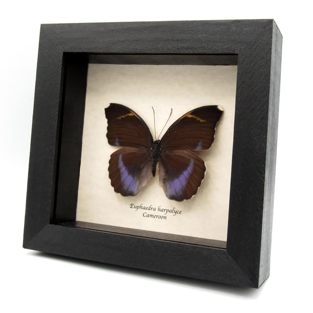 Real iridescent purple Forester butterfly framed taxidermy - Euphaedra harpalyce - female