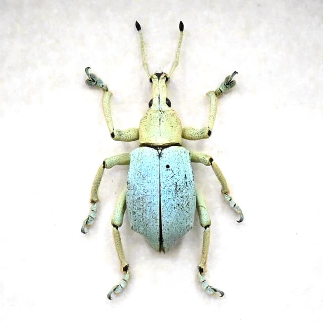 Rare weevil framed taxidermy - Eupholus bruyni - XL specimen