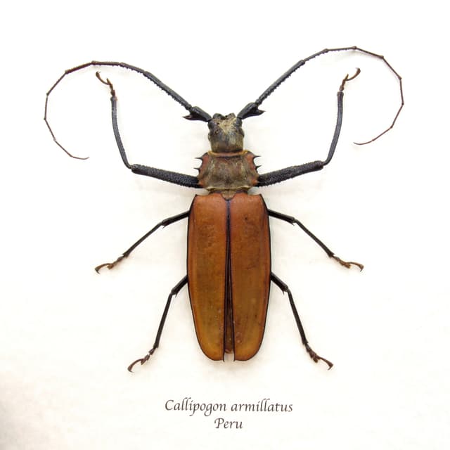Real Giant Longhorn beetle framed taxidermy - Callipogon armillatus