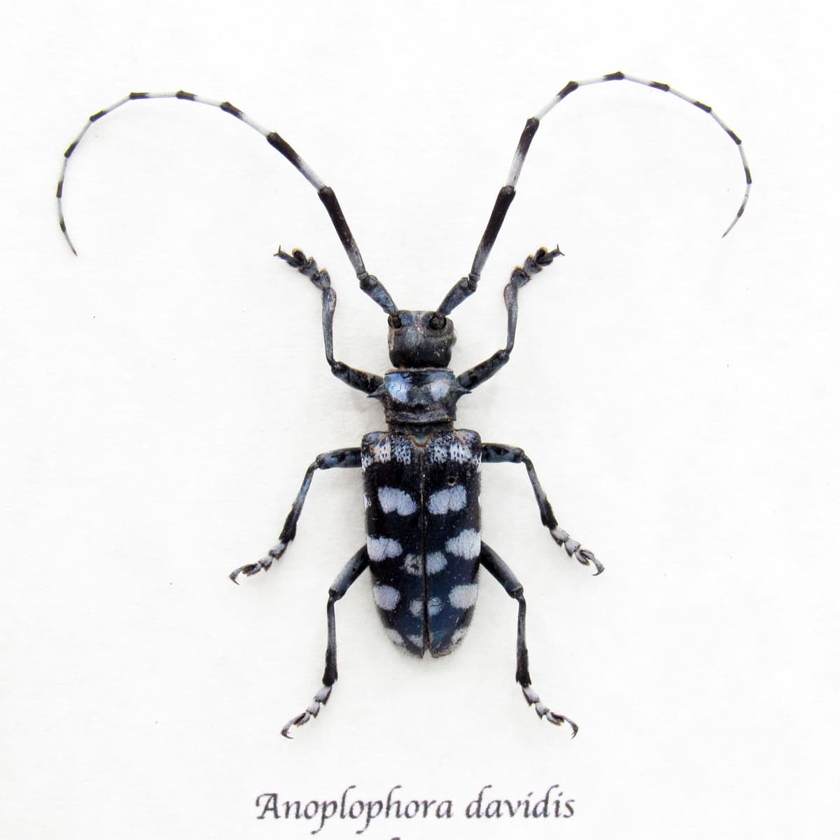 Real blue Longhorn beetle framed taxidermy - Anoplophora davidis