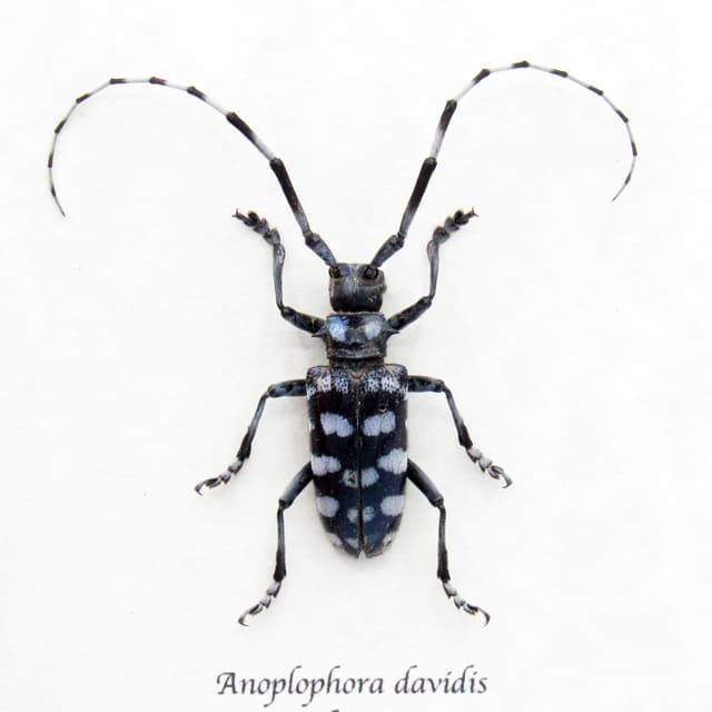 Real blue Longhorn beetle framed taxidermy - Anoplophora davidis