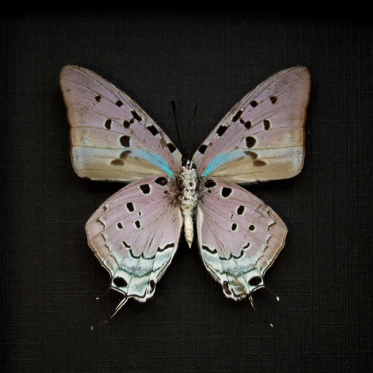 Real lavender butterfly framed taxidermy - Pseudolycaena marsyas