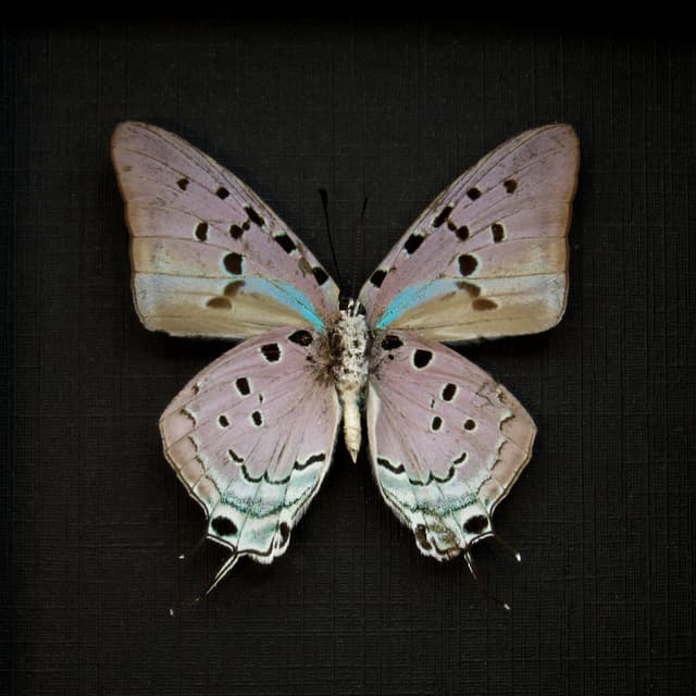 Real lavender butterfly framed taxidermy - Pseudolycaena marsyas