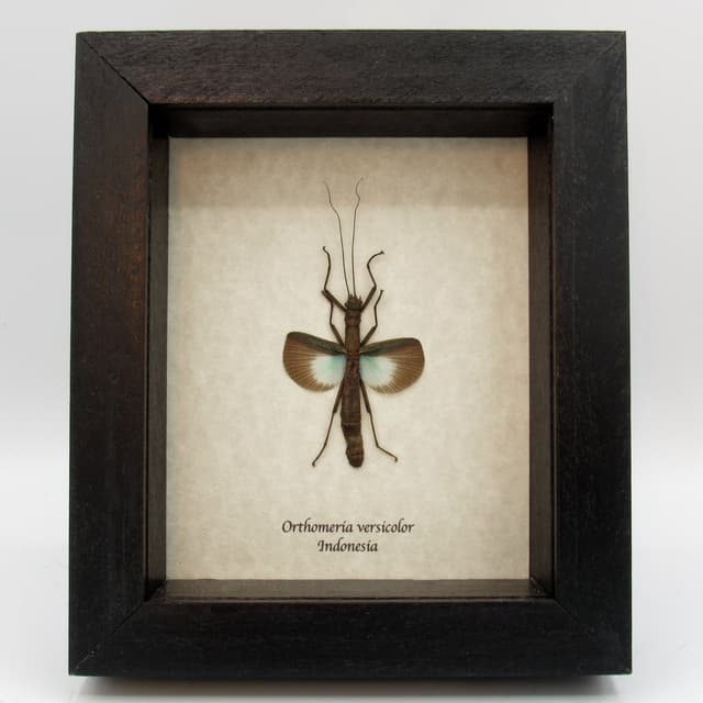 Real blue stick bug framed taxidermy - Orthomeria versicolor