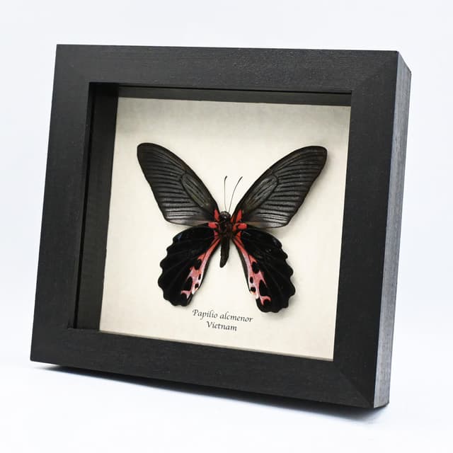Real Swallowtail butterfly framed taxidermy - Papilio alcmenor