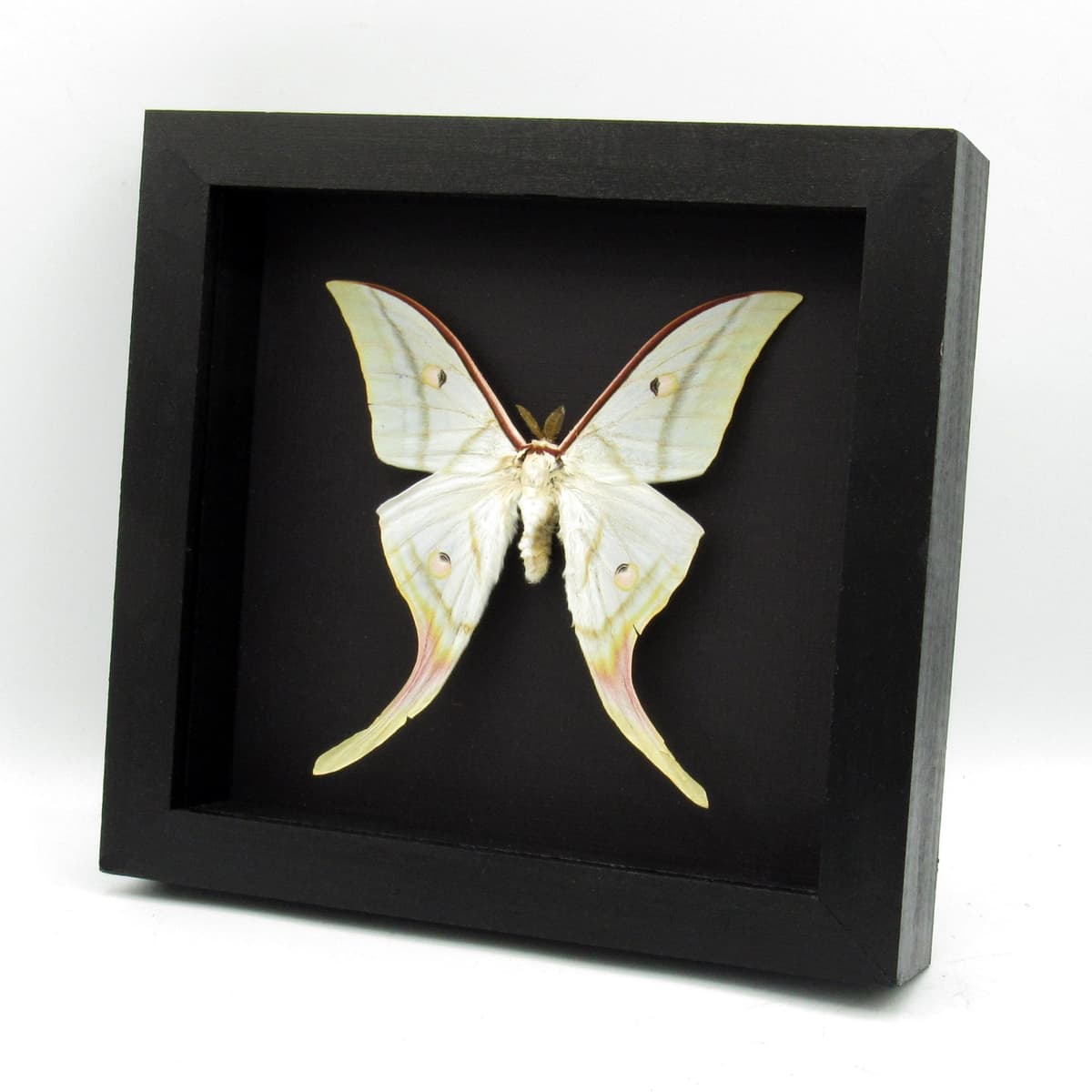 Real Giant Indian moon moth framed taxidermy - Actias selene
