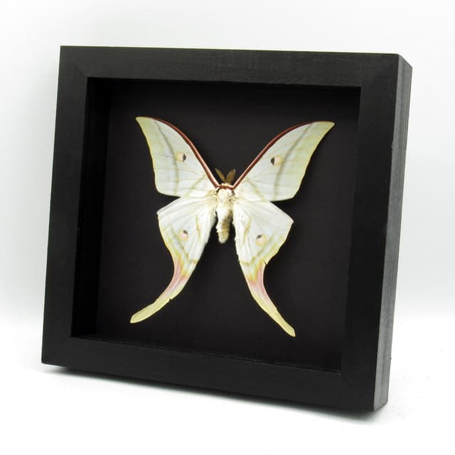 Real Giant Indian moon moth framed taxidermy - Actias selene