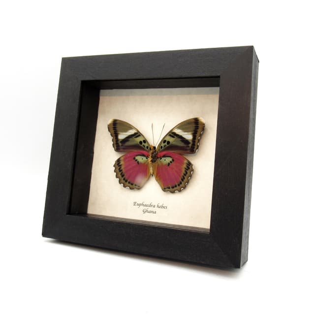 Real Hebes Pink forester butterfly framed taxidermy - Euphaedra hebes - large female