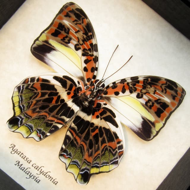 Large red real butterfly framed taxidermy - Agatasa calydonia