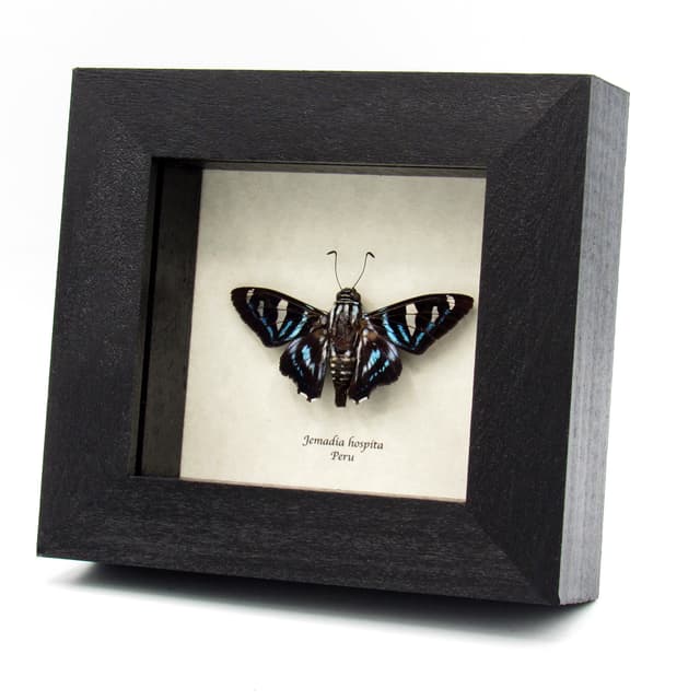 Real aqua Skipper butterfly framed - Jemadia hospita