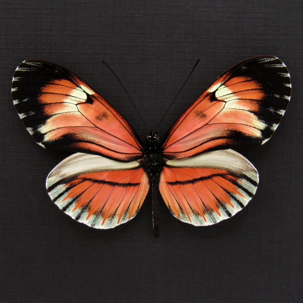 Very rare red hybrid Longwing butterfly framed taxidermy - Heliconius species
