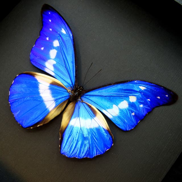Real metallic blue Morpho butterfly framed taxidermy - Morpho rhetenor helena